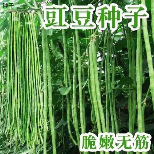 摘不败厚肉青长条豇豆种