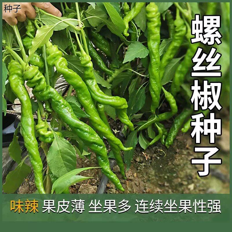 正宗螺丝椒种子辣椒种籽尖椒籽种蔬菜苗秧苗四季2元好物包邮0.01