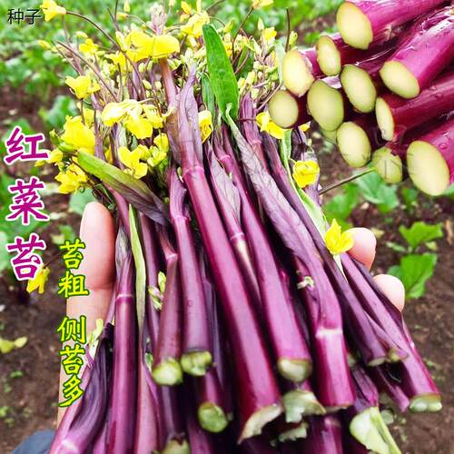 金秋红菜苔种子紫菜薹心