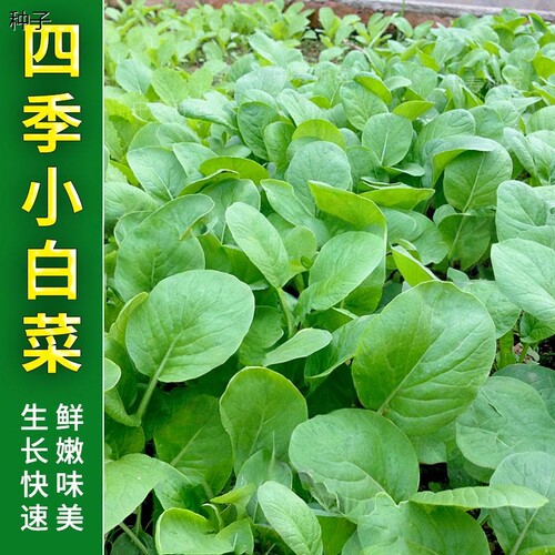 小白菜种籽四季冬季阳台