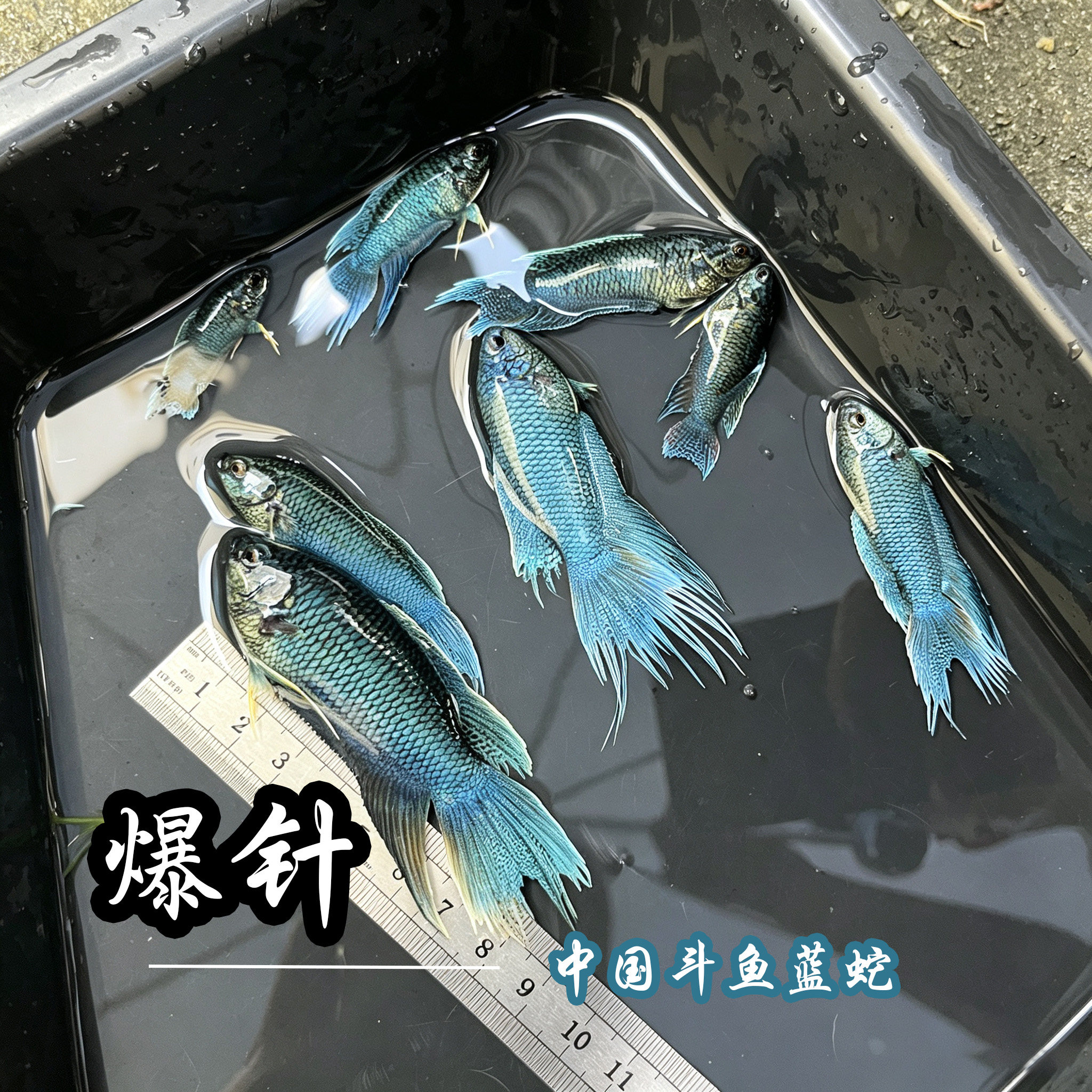 中国斗鱼蓝蛇形孔雀蓝活体淡水