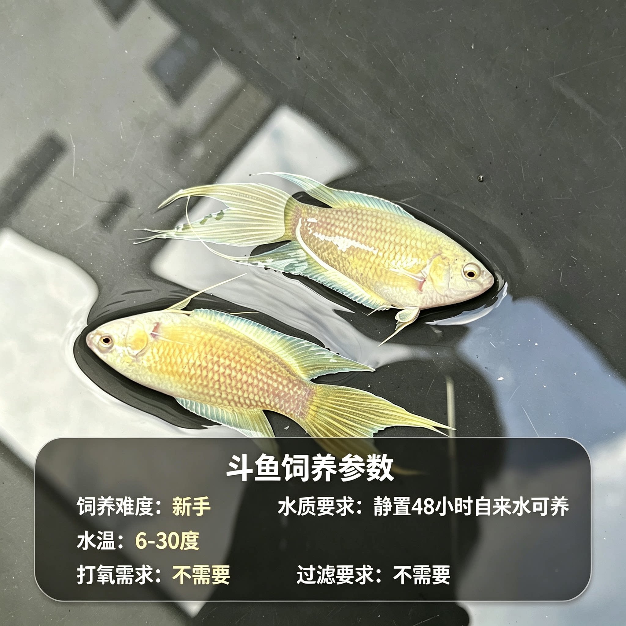白化蓝火焰国斗活体免打氧