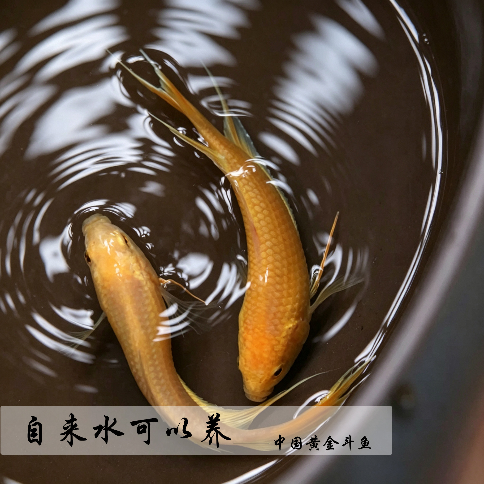 中国黄金斗鱼活体免打氧过滤