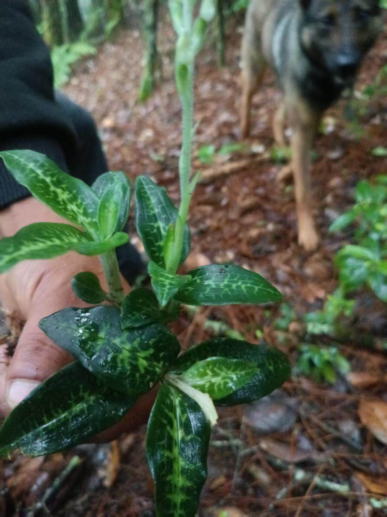云南农家自种的小花苗现挖现发带桌面绿植