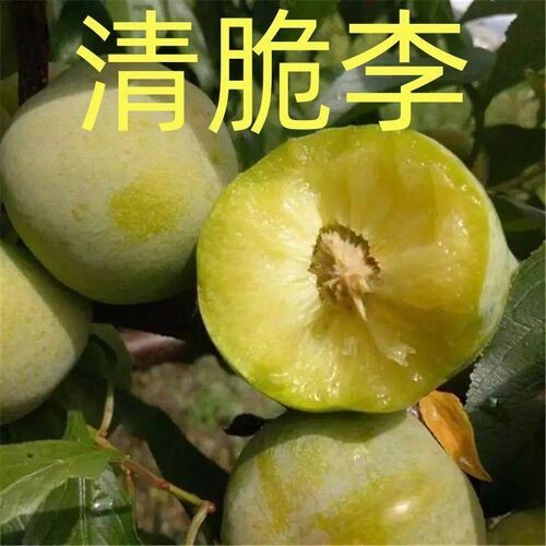 四川正宗嫁接青脆李树苗脱