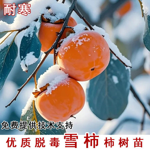 雪柿子树苗抗寒甜嫁接无核