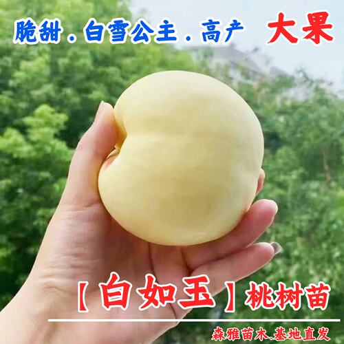 嫁接特大脆甜桃树果苗蒙阴