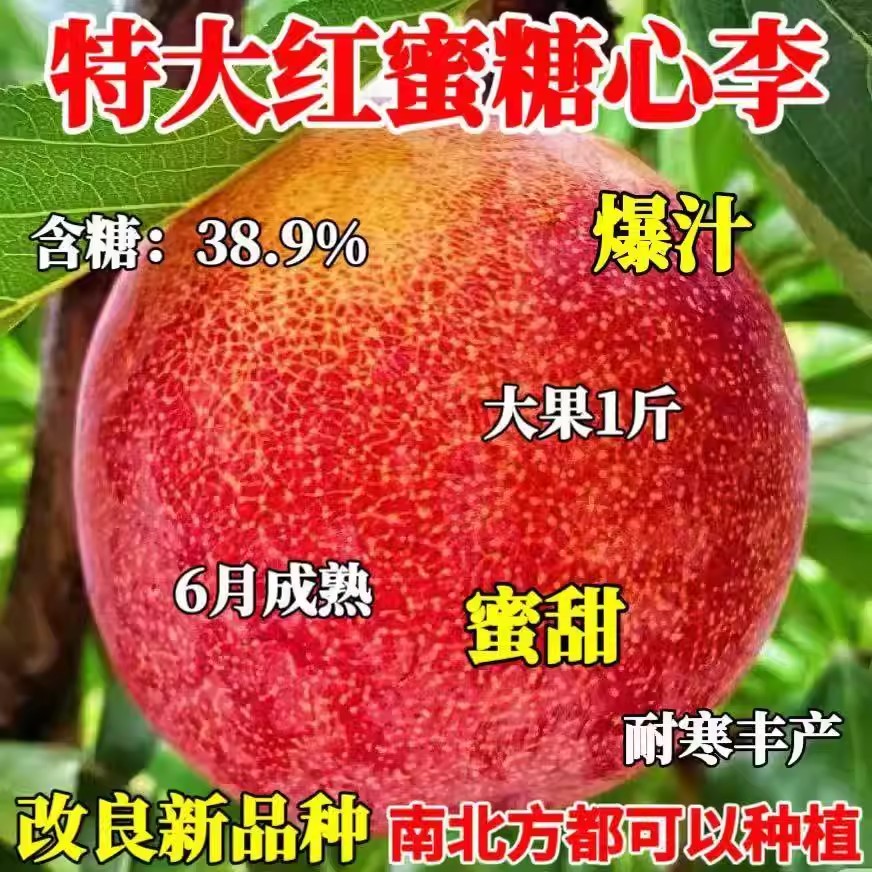 特大红心李子树苗新品种嫁接李子果树苗超甜南北方种植盆栽地栽