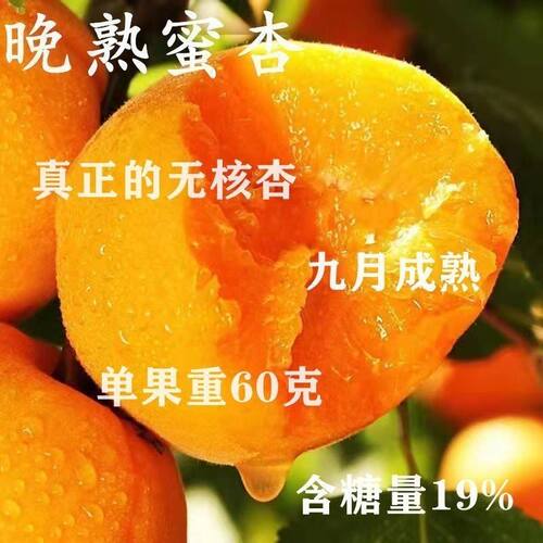 晚熟无核大黄杏嫁接树苗甜