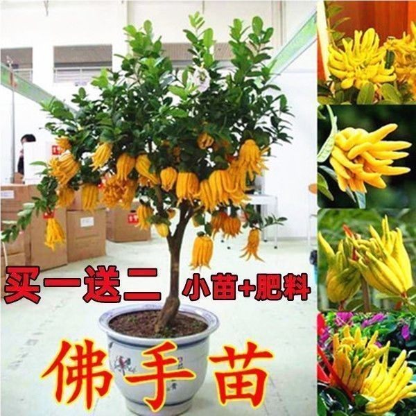 佛手盆栽四季常青苗金绿植图片