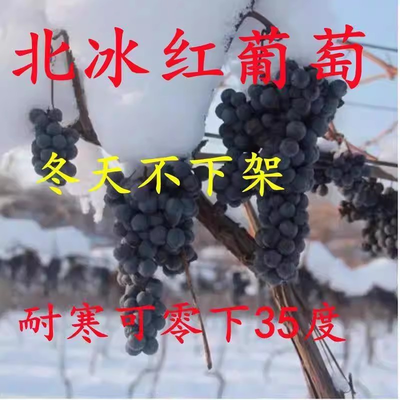 超甜北冰红冬葡萄苗耐寒天图片