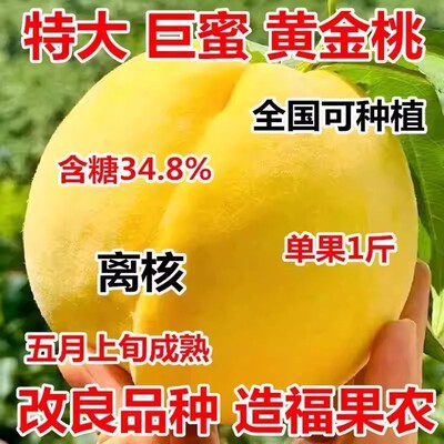 特大黄桃树苗新品种超甜早