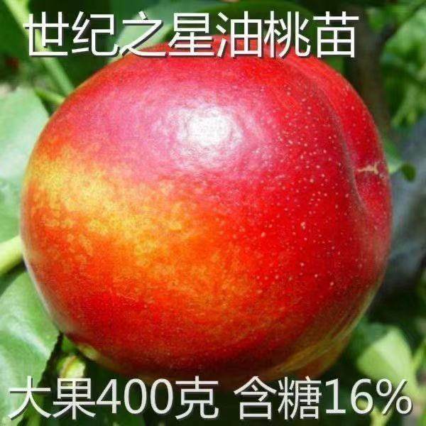 新品种世纪之星油桃树苗水图片