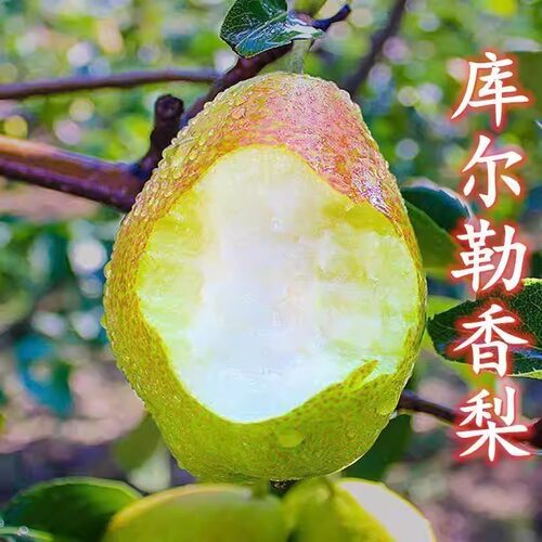 特大嫁接超甜库尔勒香梨树