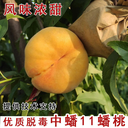 嫁接中蟠11号桃树苗7月成