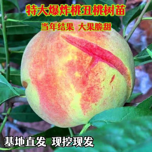 特大嫁接新品种脆甜桃苗果