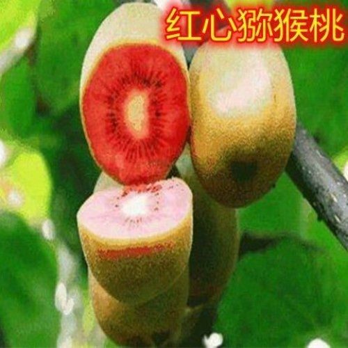 嫁接红心猕猴桃树苗软枣盆图片