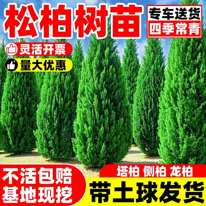 柏树苗塔扁松侧圆宝龙刺图片