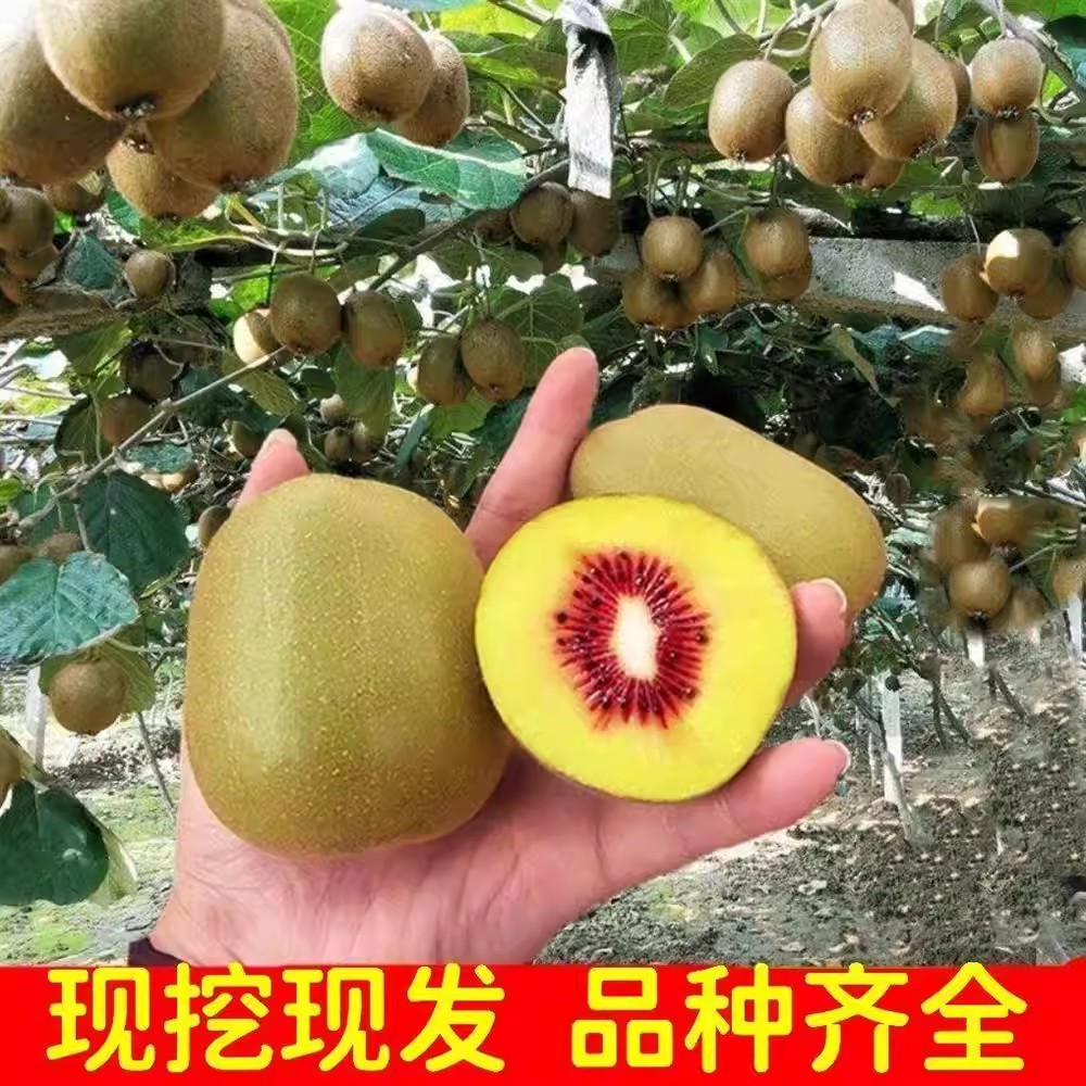 超甜猕猴桃树苗公母同株明年结果盆栽阳台地栽庭院爬藤南北方种植