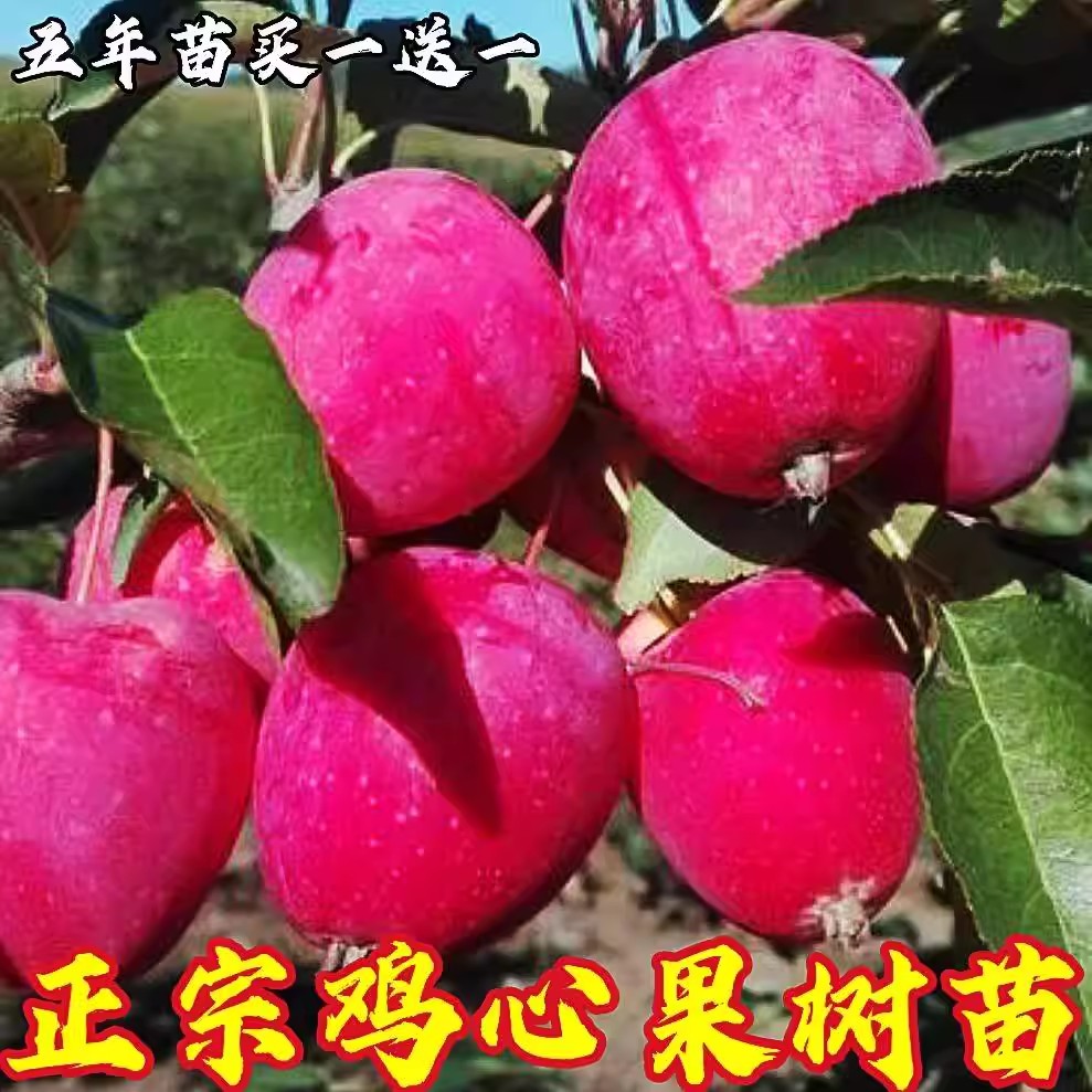 正宗耐寒鸡心果苗南方北四图片