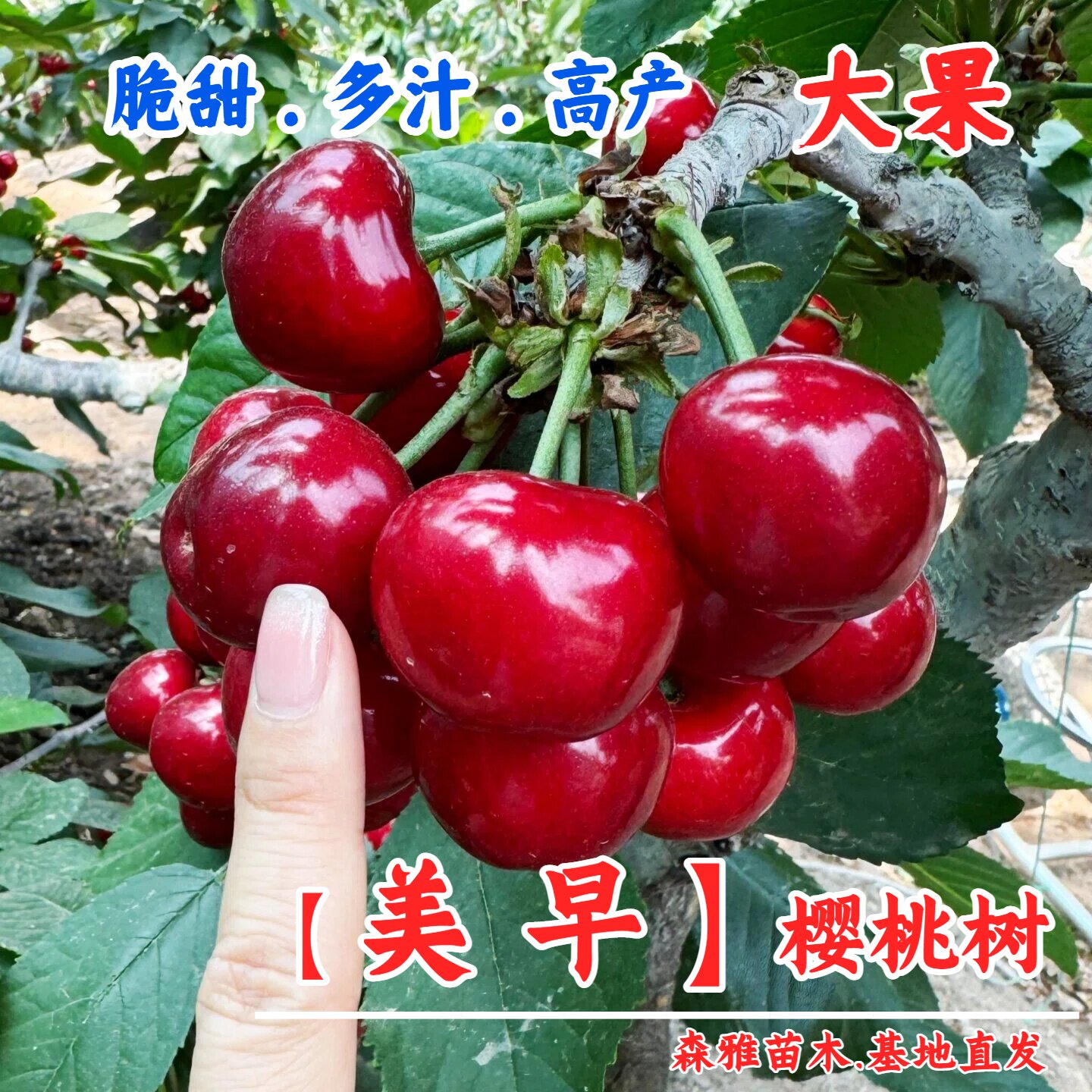 美早大樱桃苗南北方地载盆栽庭院种植矮化嫁接车厘子树苗当年结果