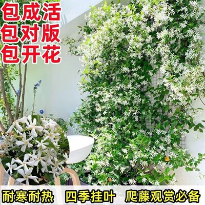 庭院四季常青风车络石藤茉
