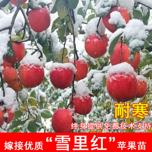 嫁接雪里红苹果苗晚熟耐寒