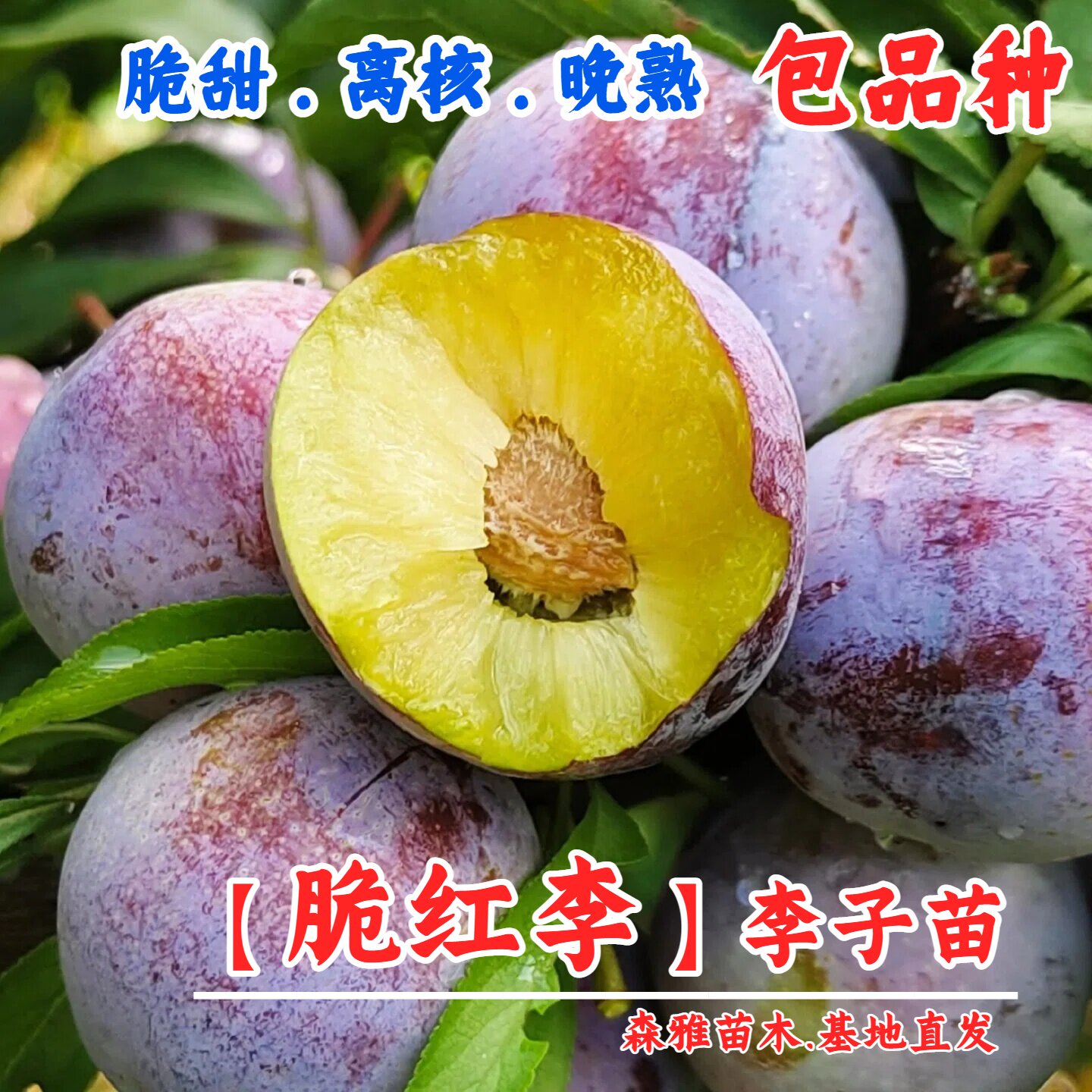 四川汶川脆红李子树苗半边红茵红李西梅树苗早熟五月脆嫁接李子苗