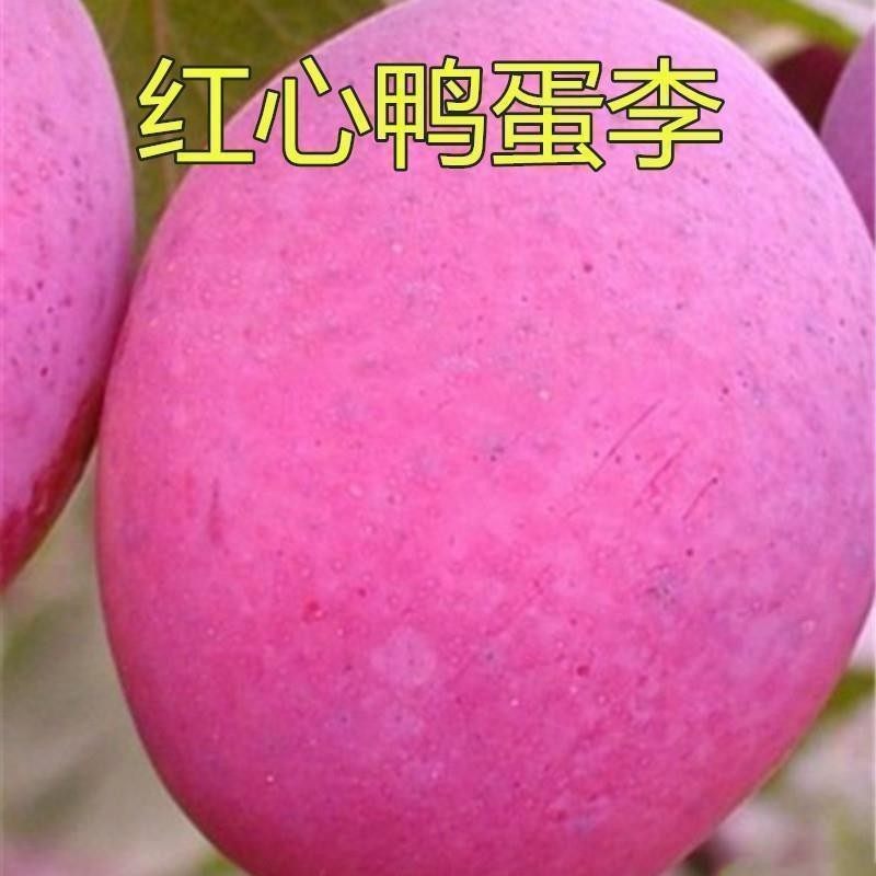红心鸭蛋李子树苗嫁接果新图片