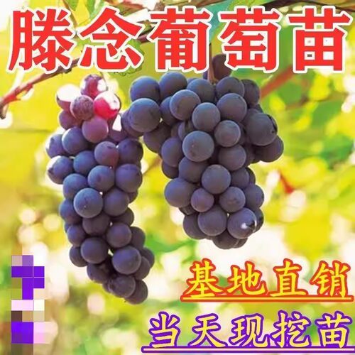 超甜嫁接葡萄树苗藤捻果