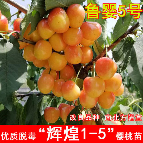 辉煌1-5樱桃树苗特大黄色