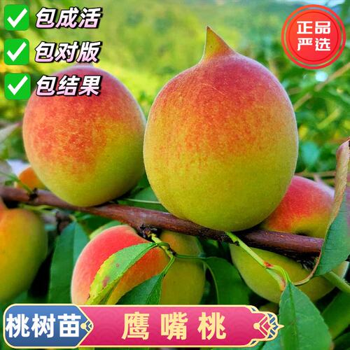嫁接河源连平鹰嘴桃树苗耐