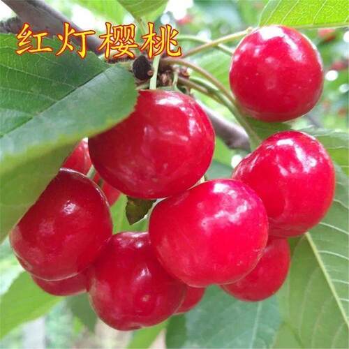 特大超甜红灯樱桃树苗果南