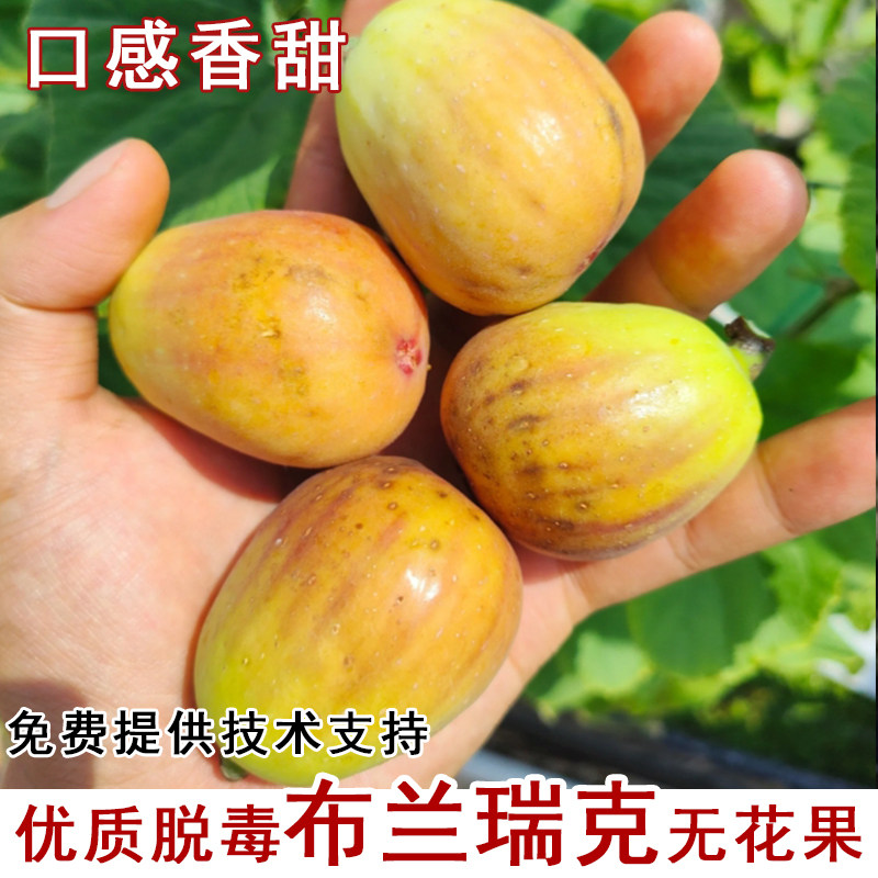 布兰瑞克无花果树苗耐寒特大甜糯无花果苗盆栽地栽南北方当年结果