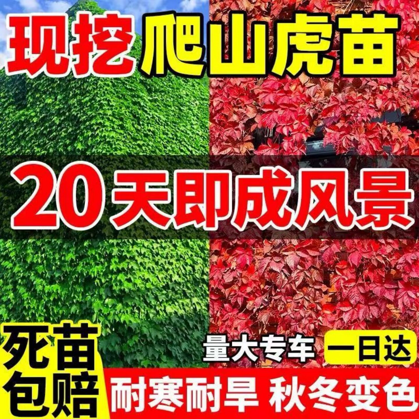 爬山虎藤绿植物四季长青室图片
