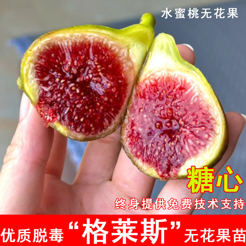 格莱斯无花果苗糖心水蜜桃图片