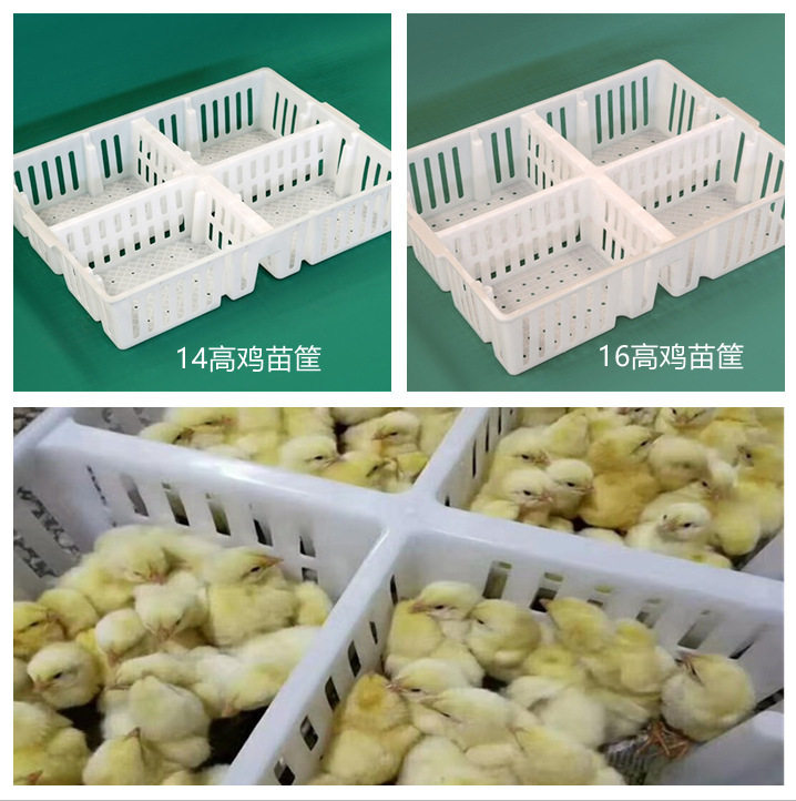 四格小鸡雏运输筐 塑料鸡苗筐 四格鸡苗筐 雏鸡用周转筐 运鸡苗鸭