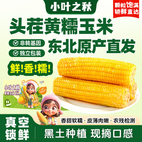 小叶之秋东北黄糯新玉米