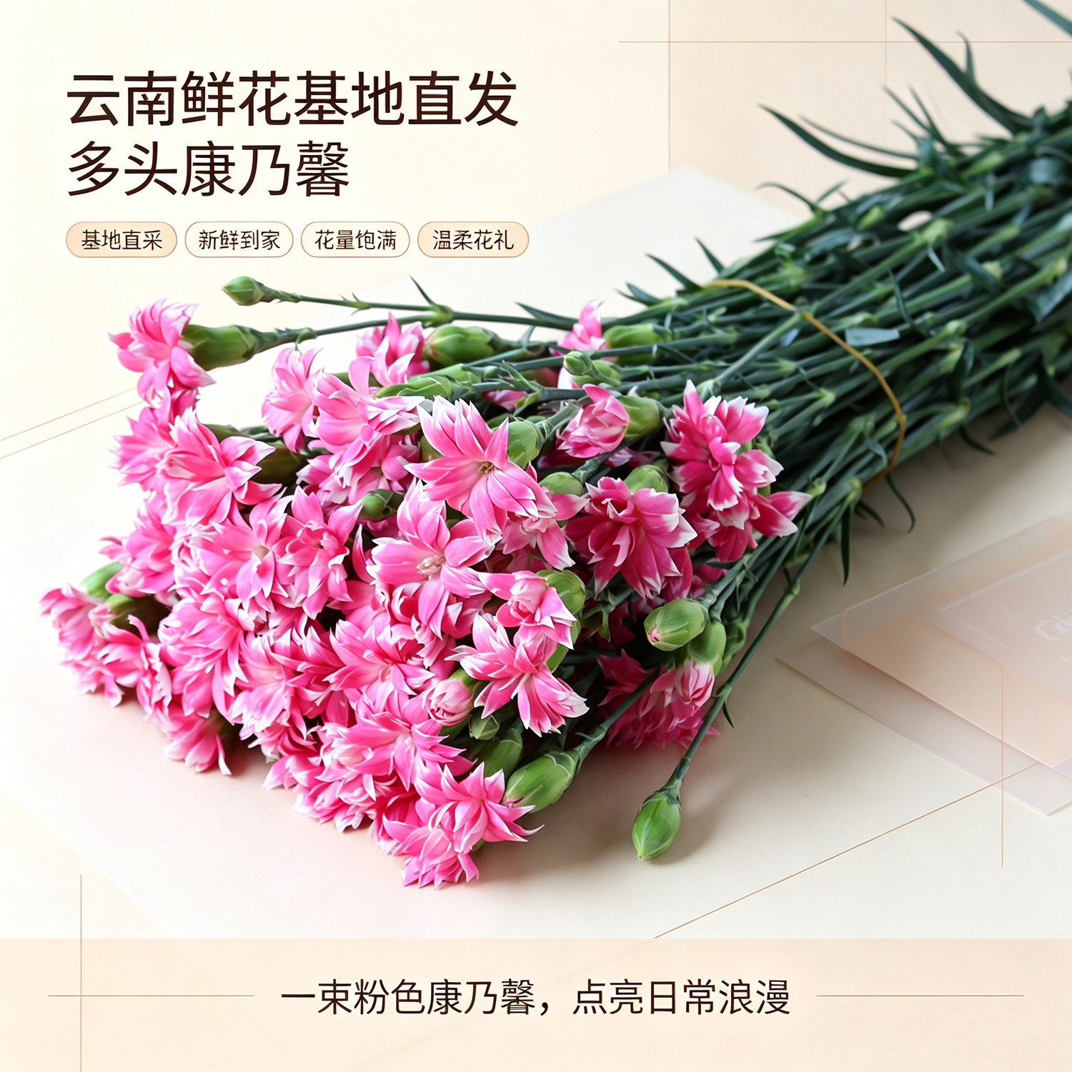 多头康乃馨云南鲜花基地直发