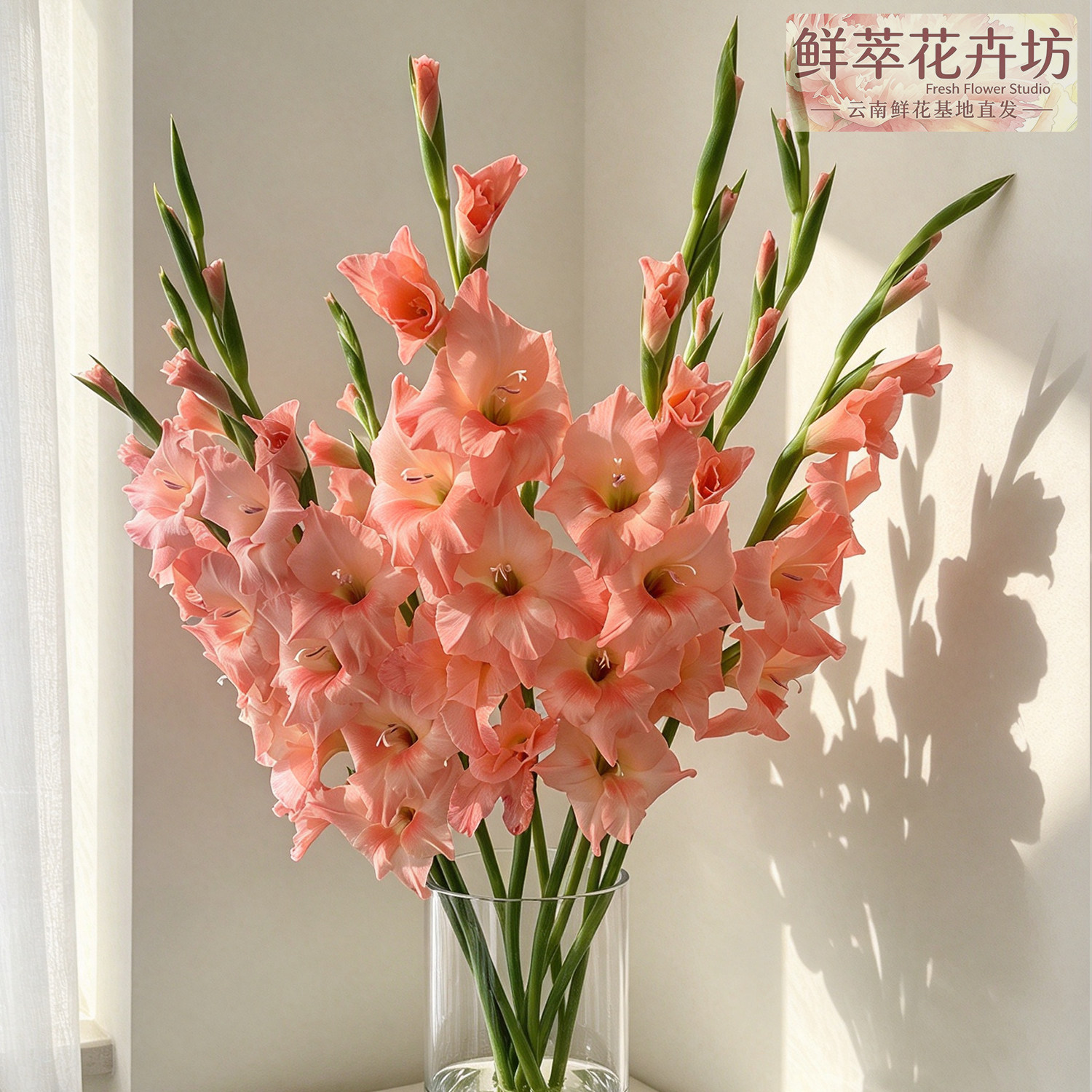 云南基地直发剑兰鲜切花超长花期