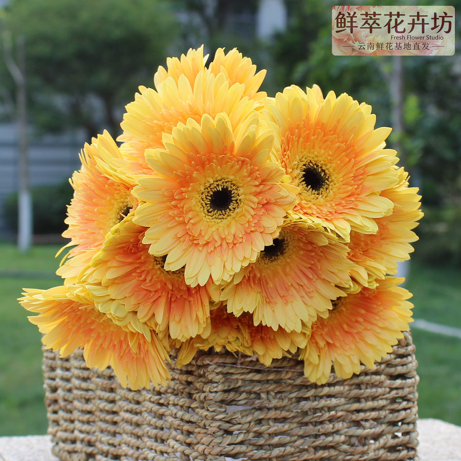 云南昆明直发非洲菊太阳花鲜花