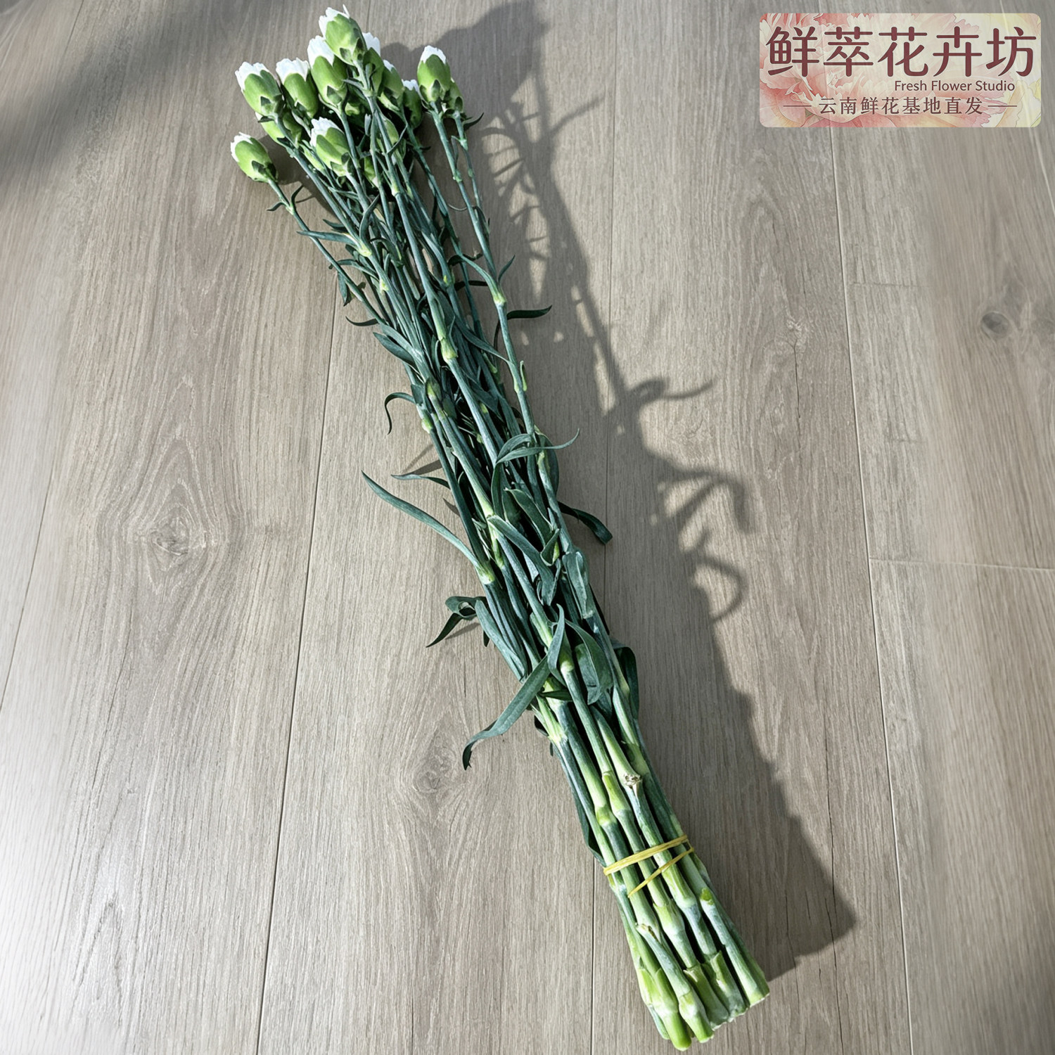 白色康乃馨鲜切花母亲节礼物