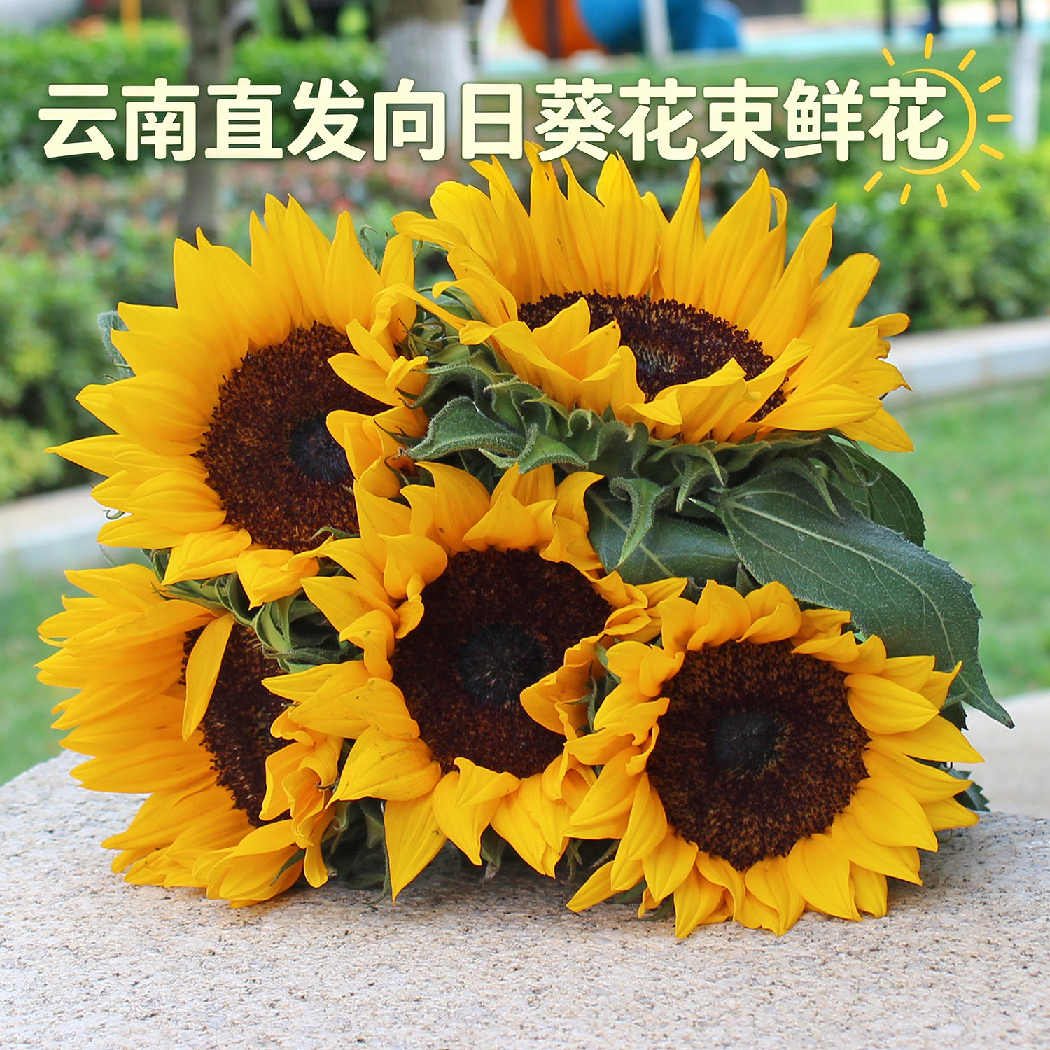向日葵花束云南基地直发教师节