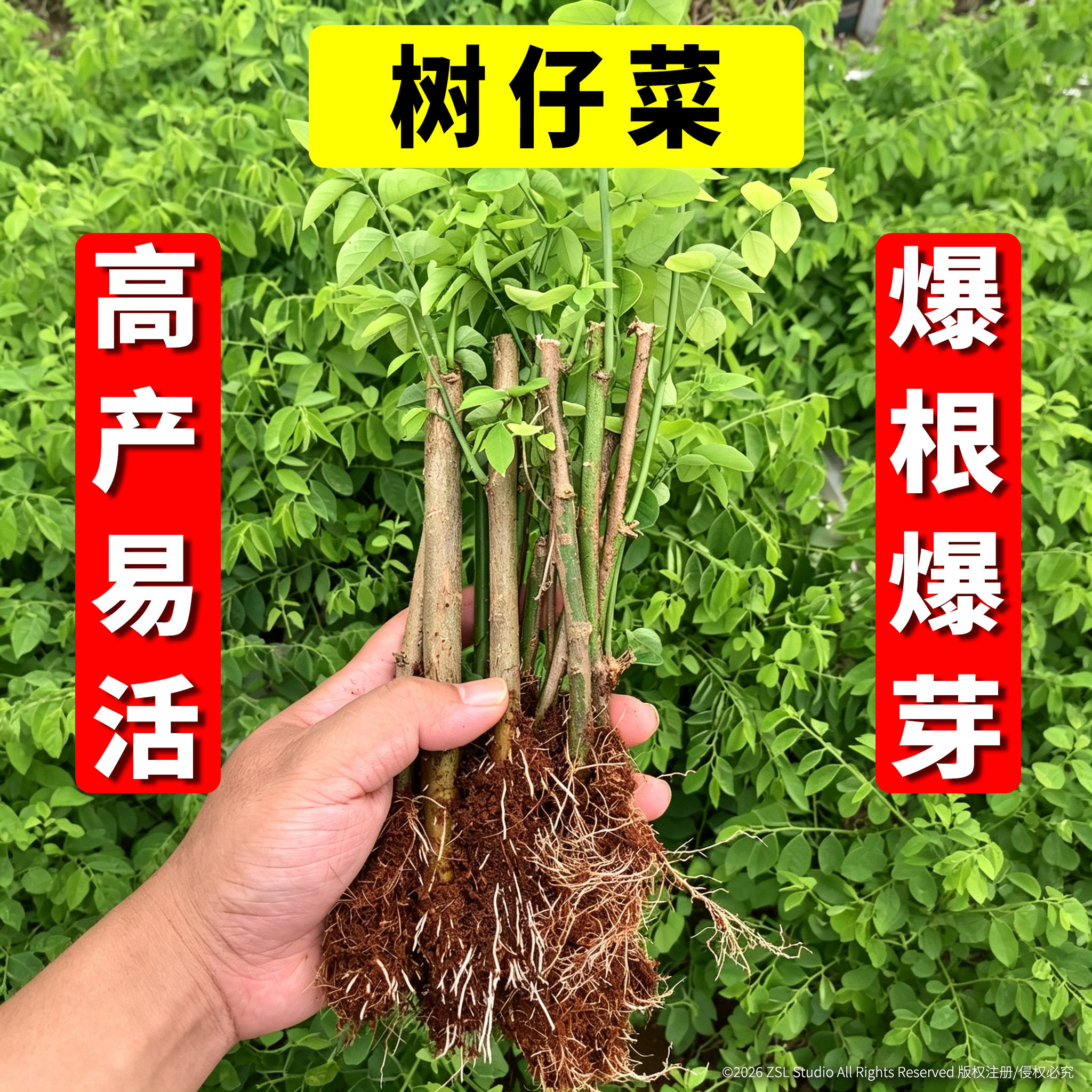 树仔菜广东潮汕菜新鲜树仔菜盆栽树仔菜苗海南野菜苗天绿香守宫木