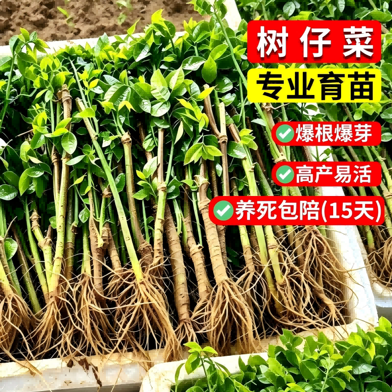树仔菜苗盆栽天绿香苗益肝菜潮汕树菜苗野菜三七苗树菜苗越南枸杞