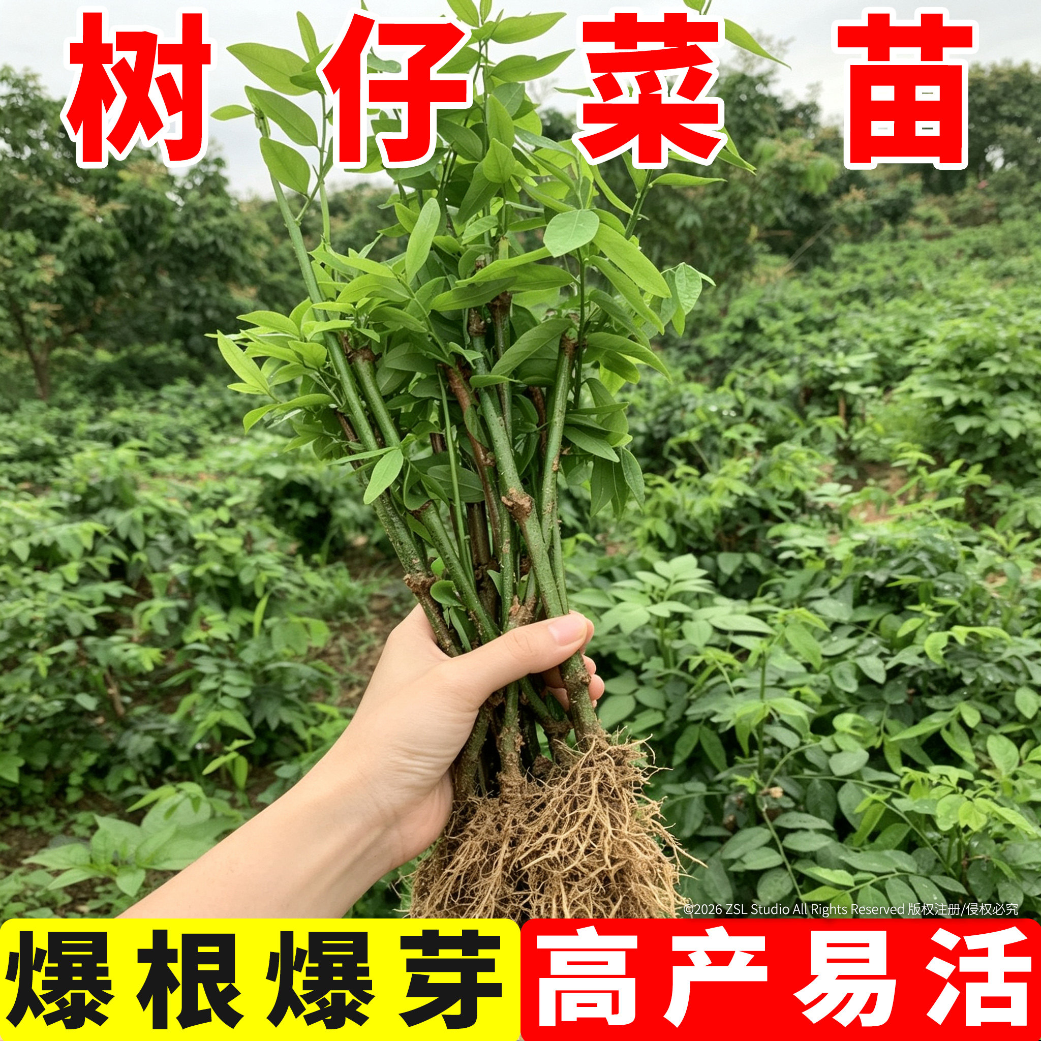 树仔菜植物种苗盆栽天绿香树菜益肝菜树仔菜苗野菜三七苗绿色绿植