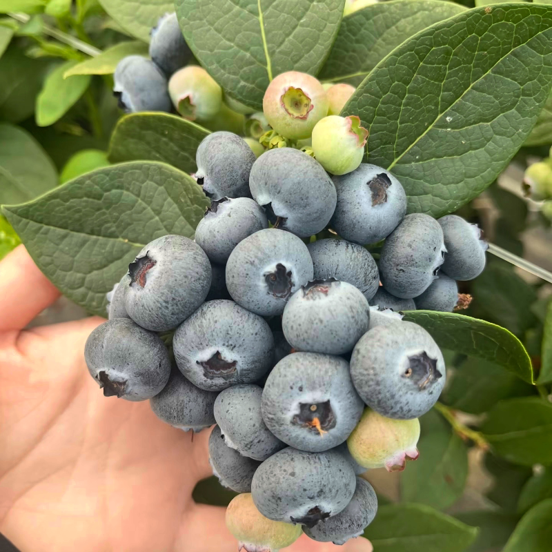 1加仑带花带果南北方盆栽纯甜特大蓝莓果树苗原盆原土发货