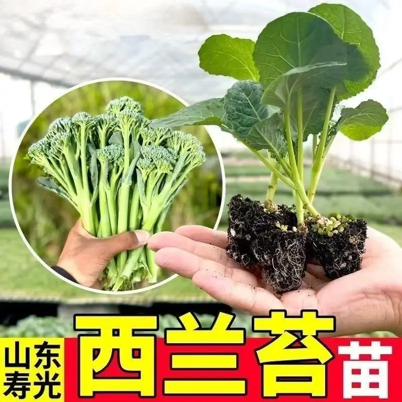 西兰苔苗子脆嫩芥兰苔秧苗春秋四季耐热阳台玫瑰种植蔬菜种苗ZF
