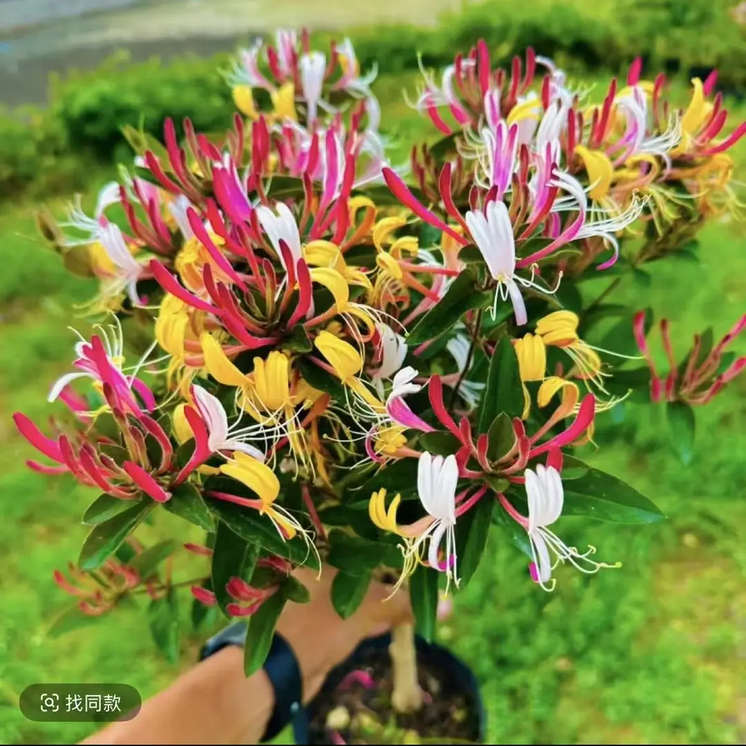 【基地直发】多彩金银花盆栽地栽耐寒耐热庭院阳台月季金银花树苗