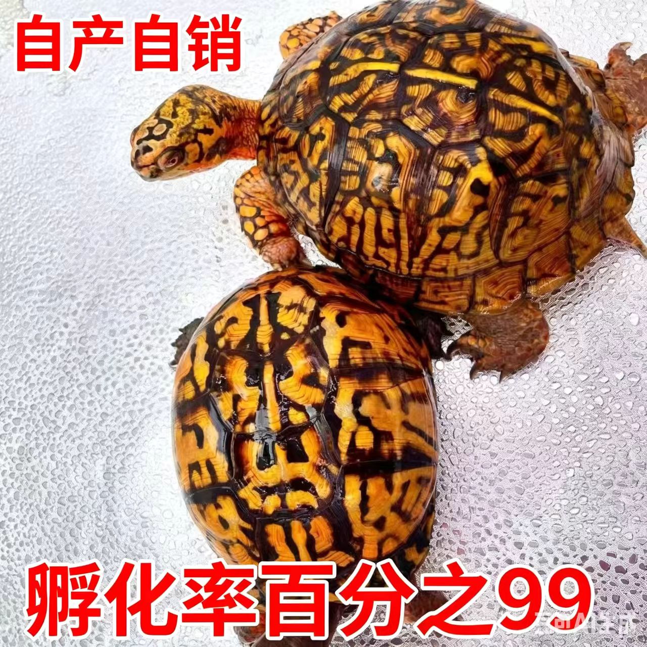 东部箱龟三趾箱龟卡罗莱纳湾岸佛罗里达墨西哥锦箱龟半水龟高端龟
